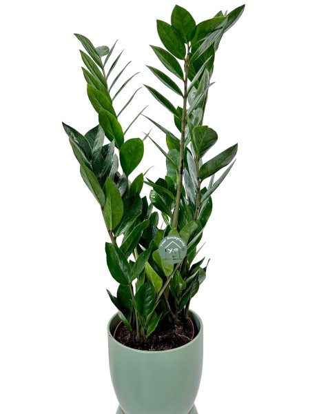 Zamioculcas Zamiifolia 17cm Pot 60cm Tall