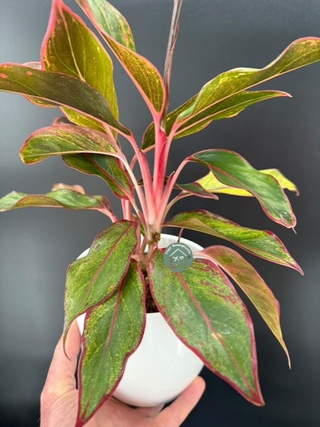 Aglaonema Crete 12c