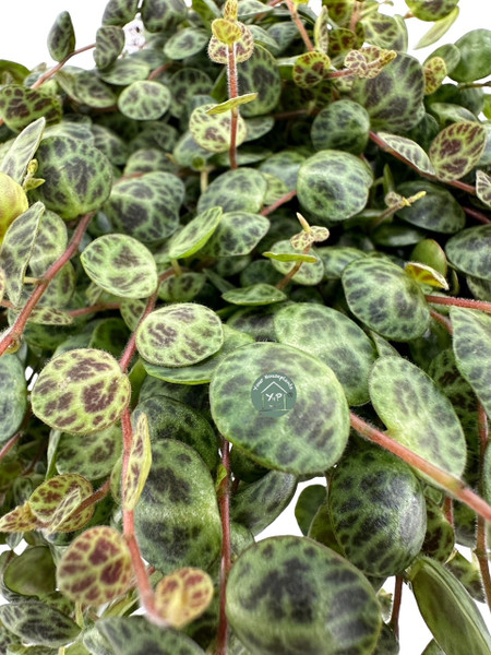 Peperomia Prostrata 5.5cm - String of Turtles