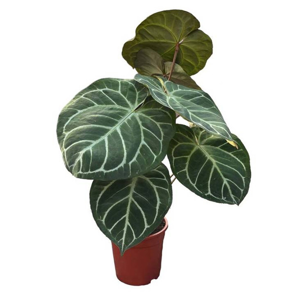 Anthurium Clarinervium Crystallinum 19cm
