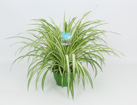 Chlorophytum Variegated - Hang Pot 21cm