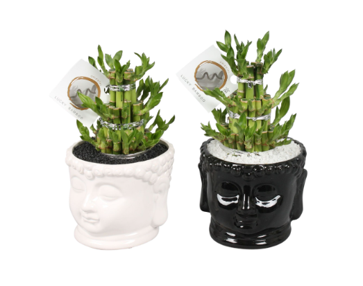 Dracaena Sanderiana Lucky Bamboo in Ceramic 15cm