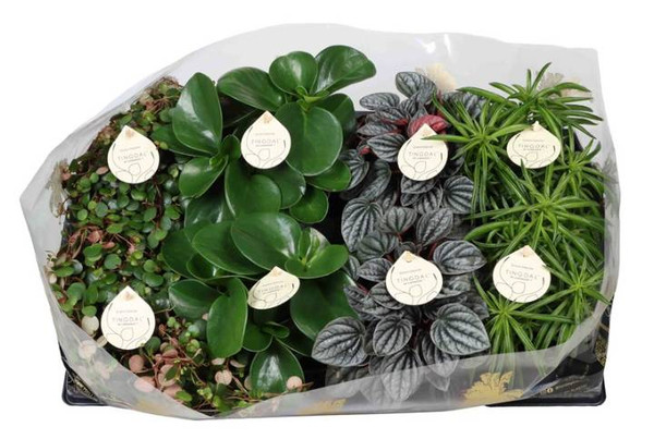 Peperomia Mix 12cm
