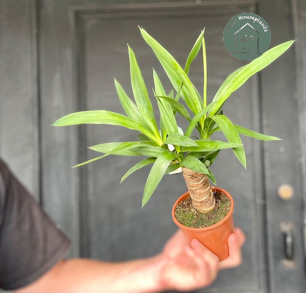 Yucca Multi Head 12cm