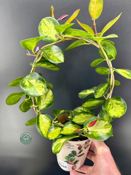 Hoya Mix on Hoop - 12c Pot Aprrox 45c Tall