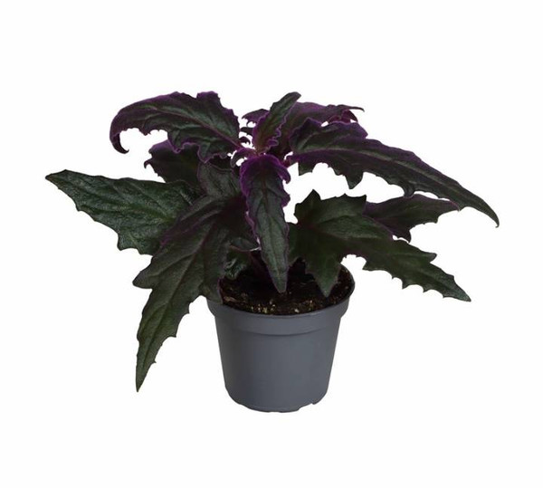 Gynura - Purple Passion 6c