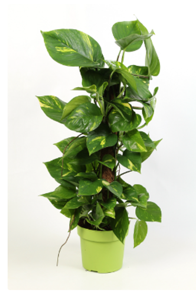 Scindapsus Aureum on Moss Pole 17c - 70c Tall