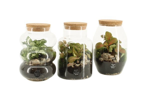 Houseplant Terrarium 12c - Various Shapes 90709 Houseplant Terrarium 12c - Various Shapes 90709