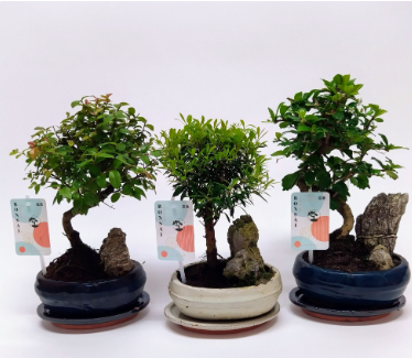 Bonsai Landscape Mix 16cm