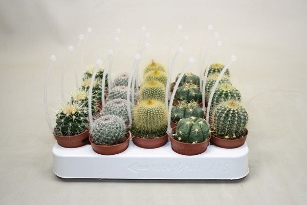 Cacti 5.5cm - Ball Cactus Mix