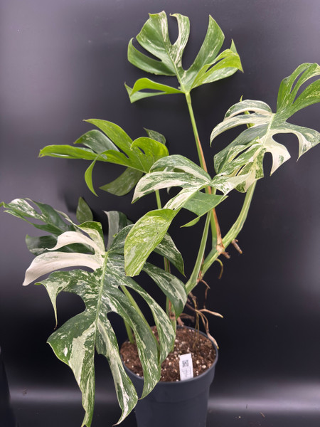 Monstera Variegated 21c
