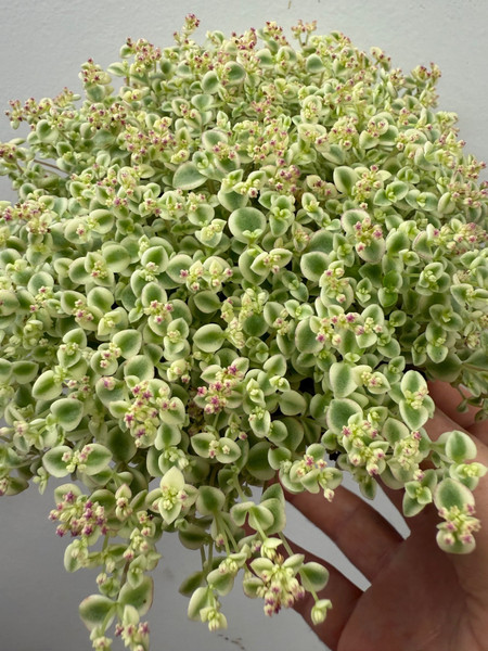 Sedum Little Missy