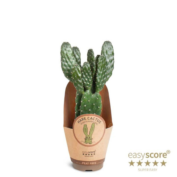 Opuntia Rubescens 9cm