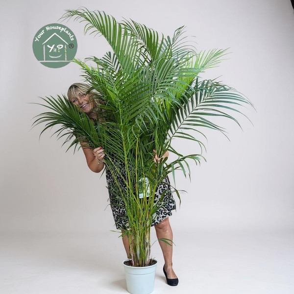 Areca Palm 27cm Pot 180cm Tall
