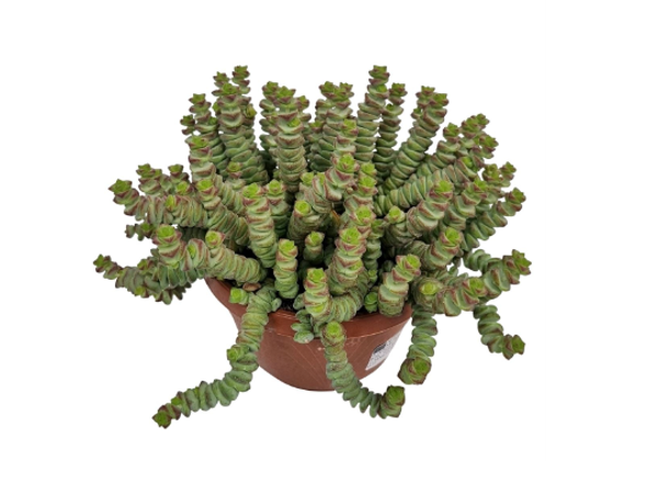 Crassula Marnieriana 14cm