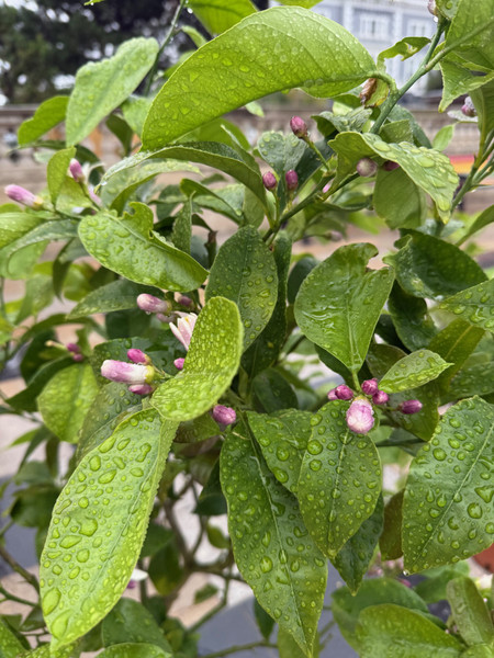 Lemon Tree - Large