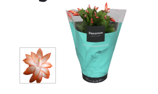 Schlumbergera Orange 13cm