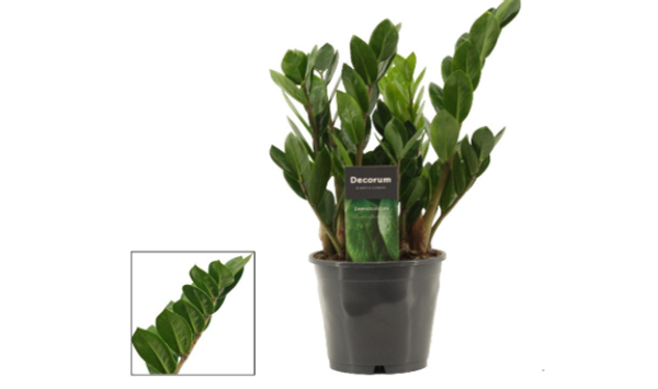 Zamioculcas Zamiifolia Lima 12cm