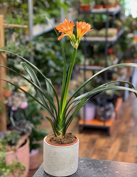 Clivia Miniata 13cm