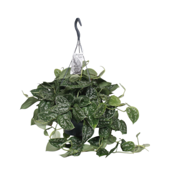 Scindapsus Pictus Argyraeus Hang Pot 19cm Scindapsus Pictus Argyraeus Hang Pot 19cm