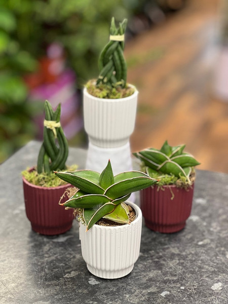 Easy Care in Ceramic 6cm