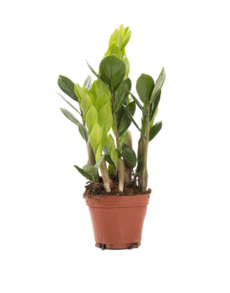 Zamioculcas Zamiifolia 10.5cm