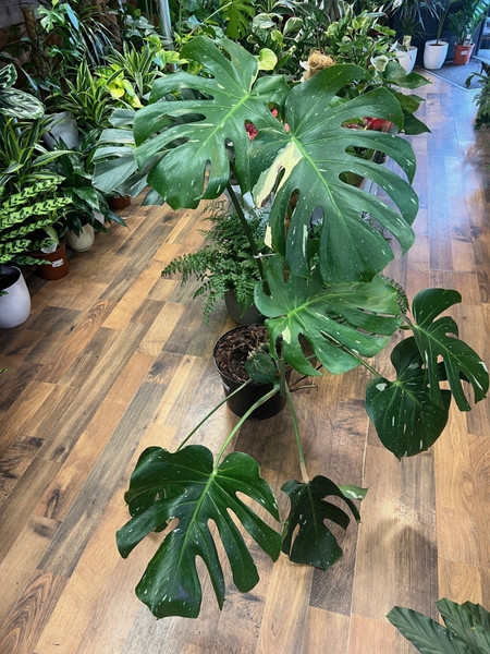 Monstera Thai Constellation On Moss Pole 25cm Pot 80/90cm Tall