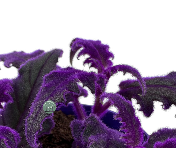 Gynura 12cm - Purple Passion