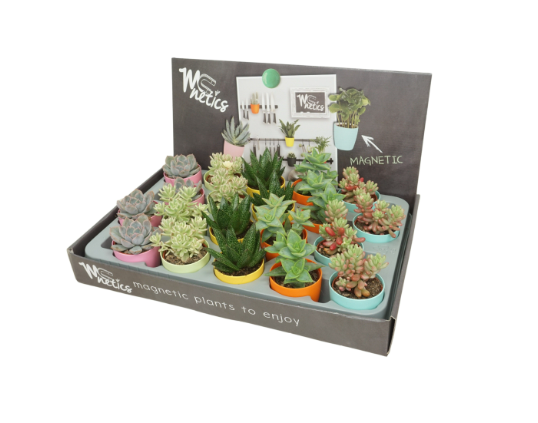 Succulent Mini in Magnetic Pot 5.5cm