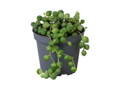 Senecio Rowleyanus 6cm