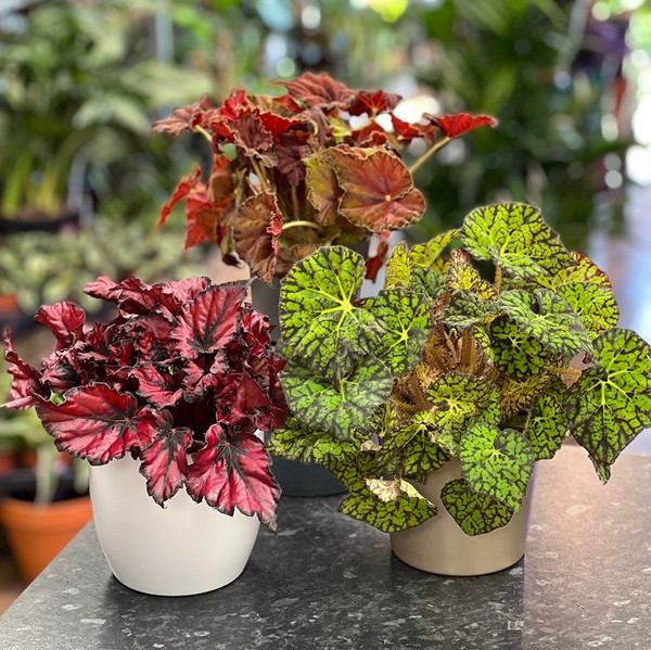 Begonia Beleaf Mixed 13cm
