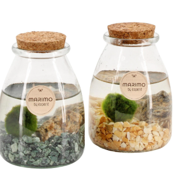 Marimo Moss Ball in Glass 9cm - 90532