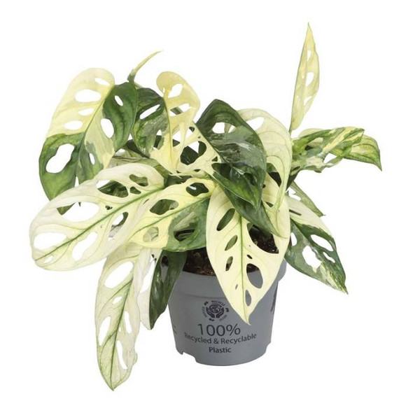 Monstera Obliqua Variegata 12cm