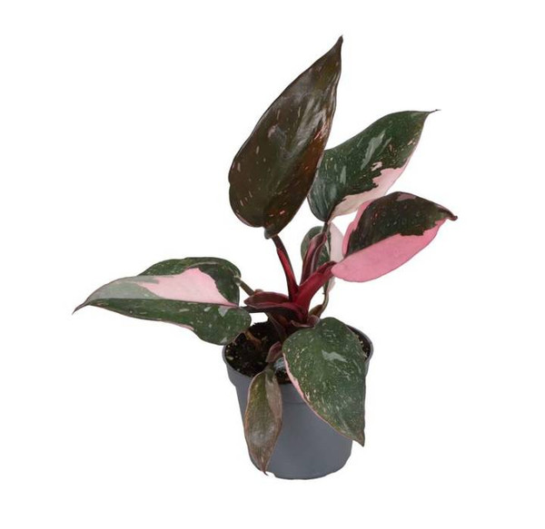 Philodendron Pink Princess 6cm