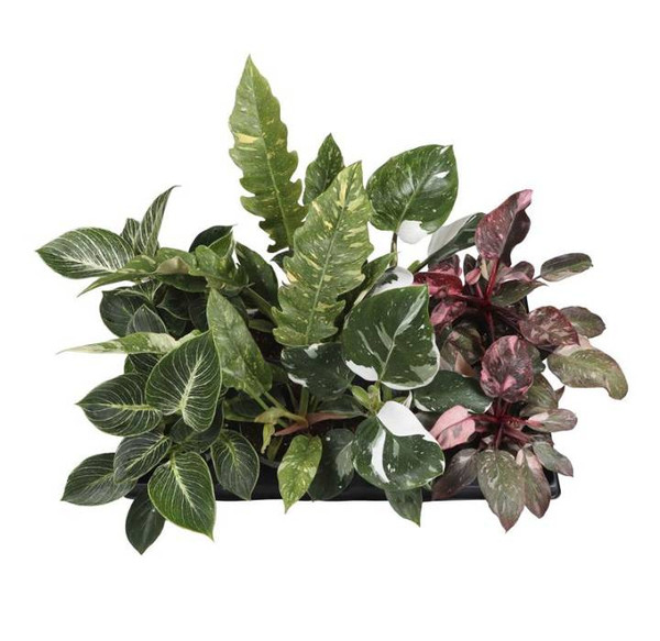Philodendron Mix 12cm