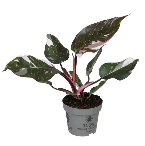 Philodendron Red Anderson 12cm
