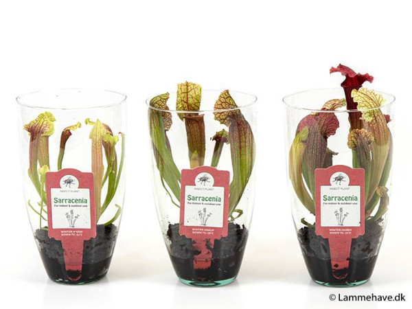 Sarracenia In Glass