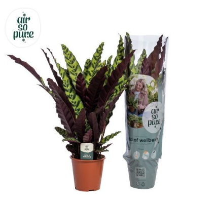Calathea Lancifolia 19cm