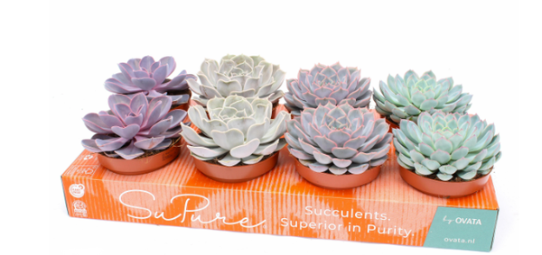 Echeveria Mix 12cm