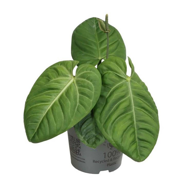 Anthurium Villenaorum 12cm