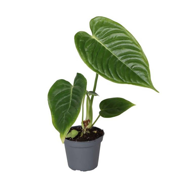 Anthurium Clarinervium Veitchii 6cm