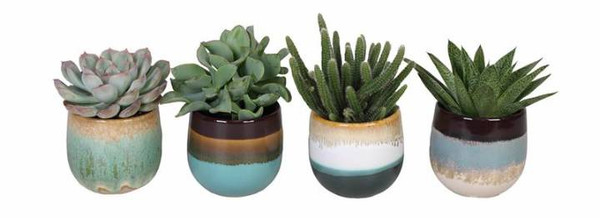 Echeveria In Ceramic 6cm - L633