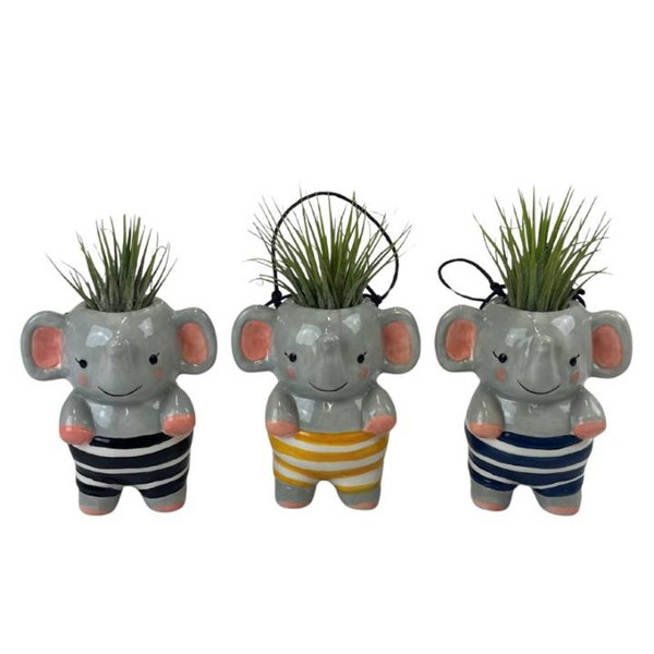 Tillandsia Hanging Dumbo - Elephant