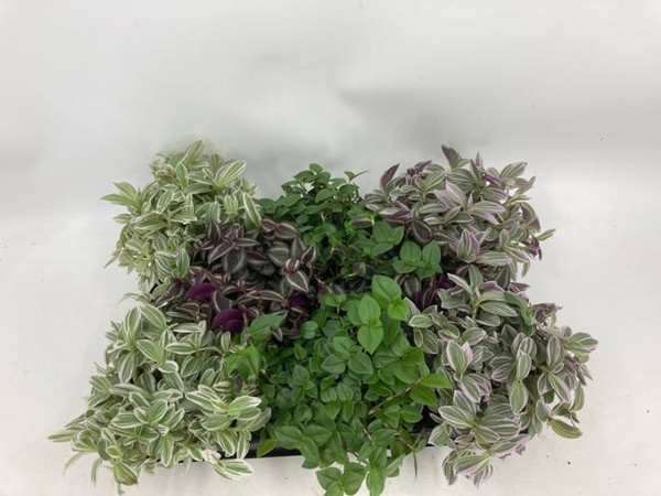 Tradescantia Mix 10.5cm