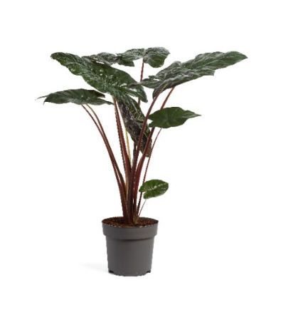 Alocasia Sarawakensis Yucatan Princess 24cm Pot 140cm Tall
