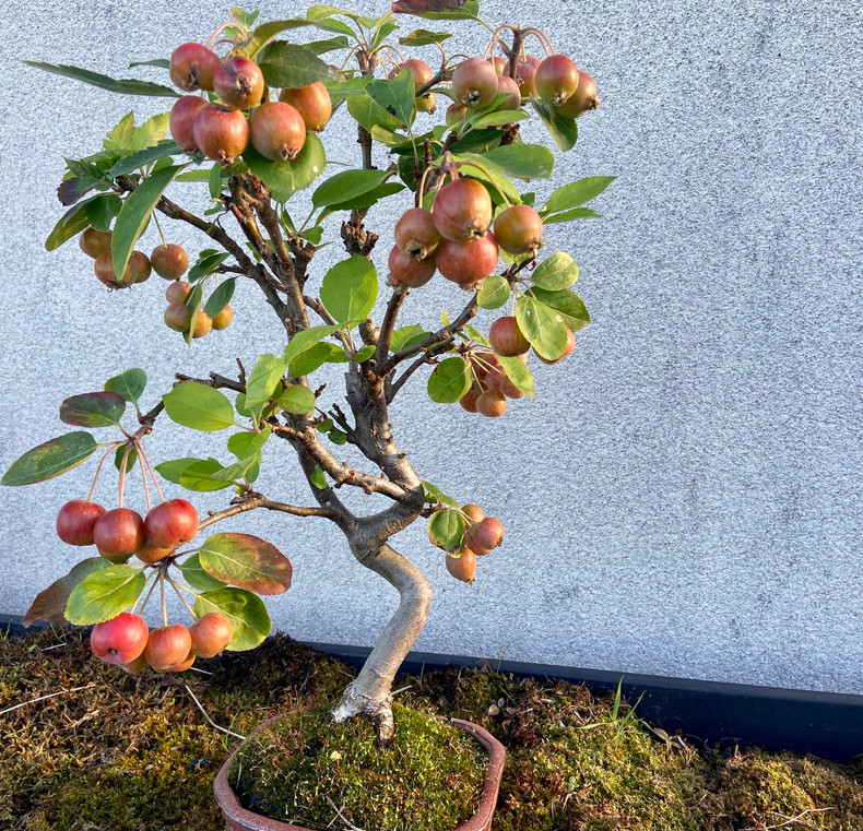 Autumn and Houseplants 
