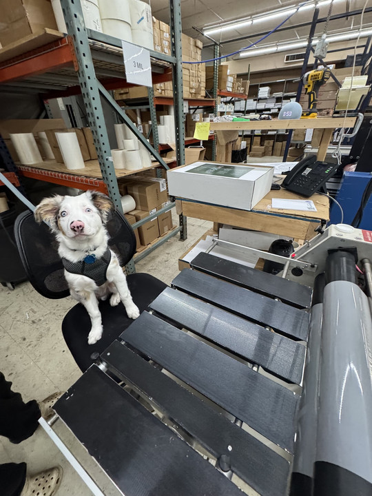 Meet Briscoe - ALPS' Chief Fetching Officer (CFO)!