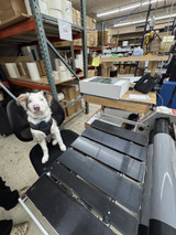 Meet Briscoe - ALPS' Chief Fetching Officer (CFO)!