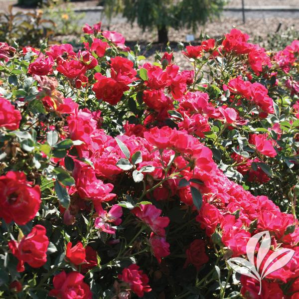 Drift Rose by DRIFT ROSE at Twin Oaks