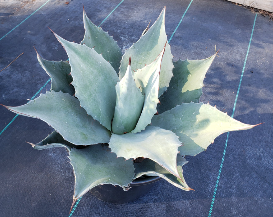 Agave ovatifolia (Whale's Tongue Agave) by at Twin Oaks